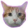 Gloin Icon, a ginger kitty - click to switch to dark mode
